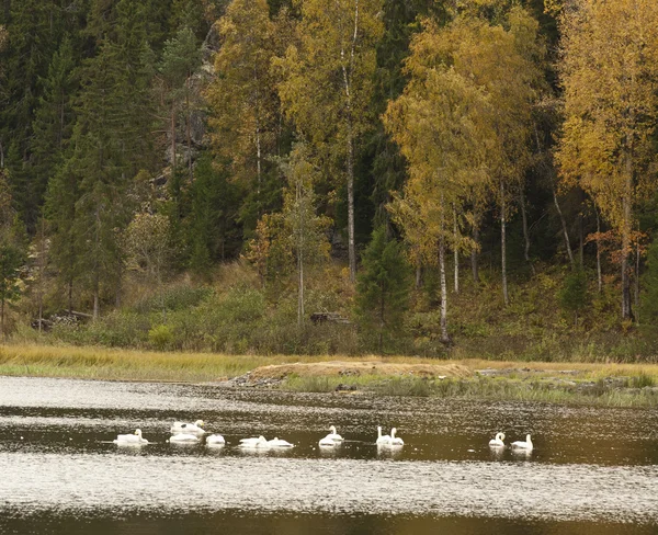 Swans on lake — Stock Photo, Image