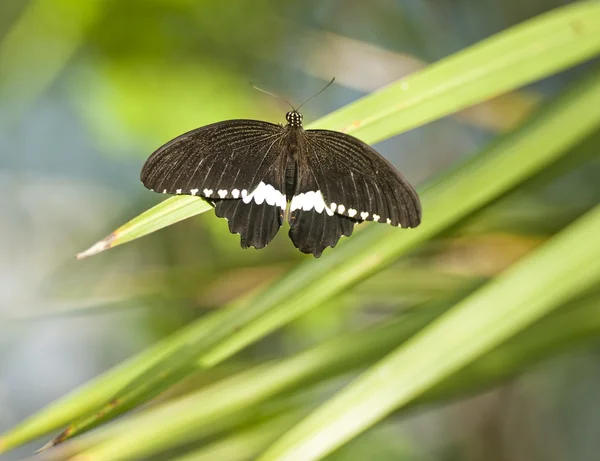 Papilio Polytes vlinder — Stockfoto