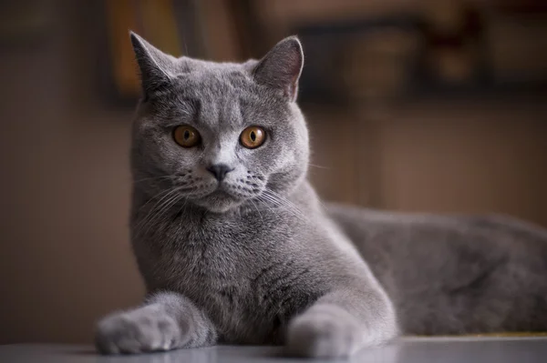 猫的品种英国短毛猫蓝 — 图库照片
