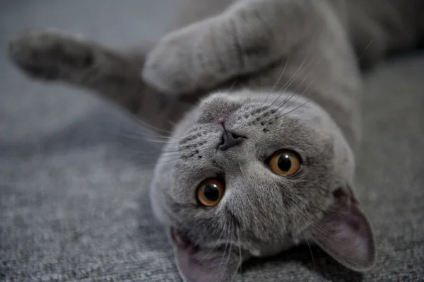 Raça de gato Britânico Shorthair Azul — Fotografia de Stock