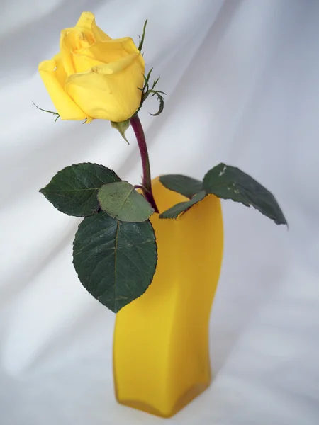 Gele roos in een vaas op een lichte achtergrond — Stockfoto