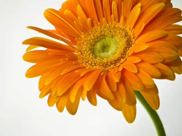 橙色非洲菊在玻璃花瓶里 — 图库照片