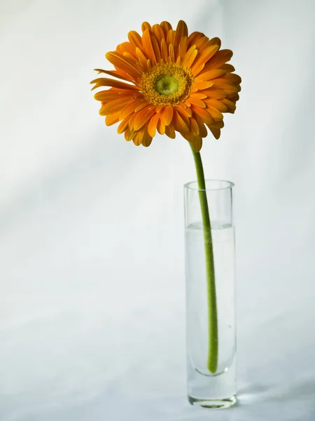 stock image Orange gerbera in a glass vase