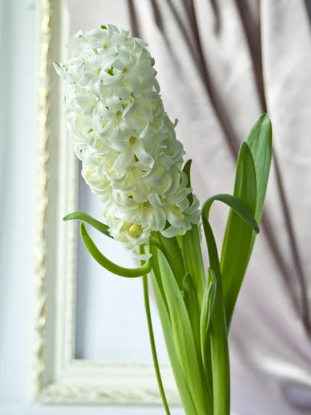 White hyacinth against a portiere and a frame — Stock Photo, Image