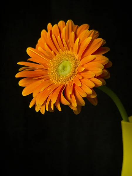 非洲菊在黑色背景上的玻璃花瓶 — 图库照片