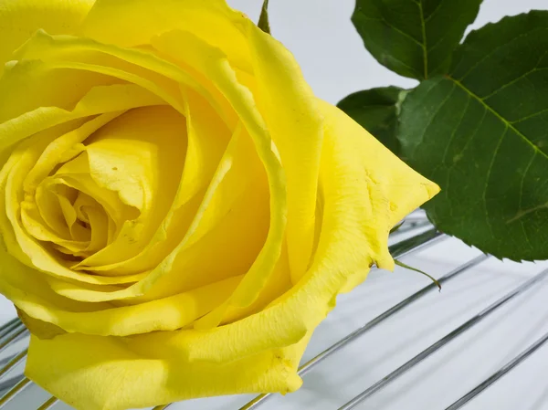Gele roos op een metalen steun — Stockfoto