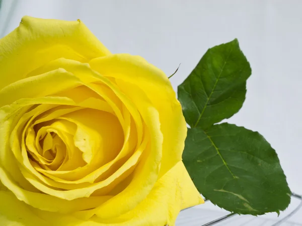 Gele roos op een metalen steun — Stockfoto