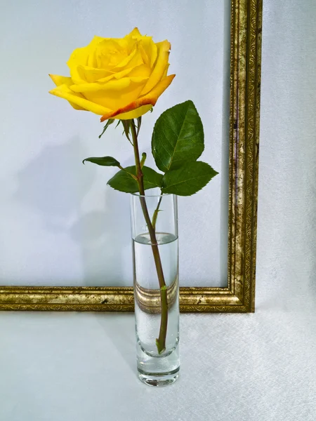 Rose in a glass vase — Stock Photo, Image