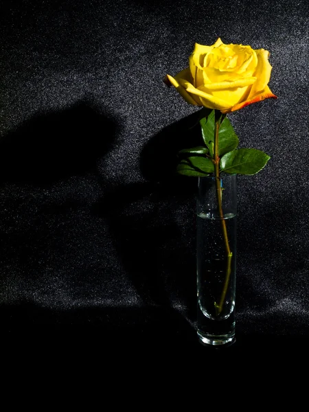 在玻璃花瓶里的玫瑰 — 图库照片