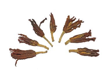 Dried magnolia clipart