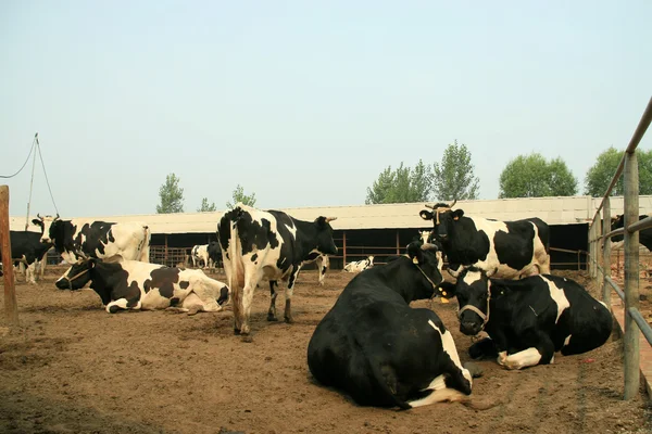 Krowy w gospodarstwie — Zdjęcie stockowe