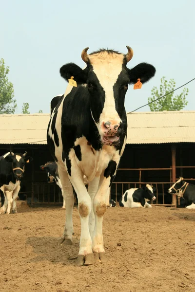 農場の牛は — ストック写真