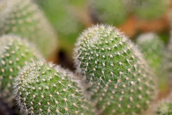 Kaktus växter — Stockfoto