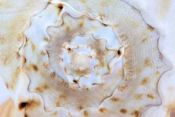 Kagyló héj — Stock Fotó