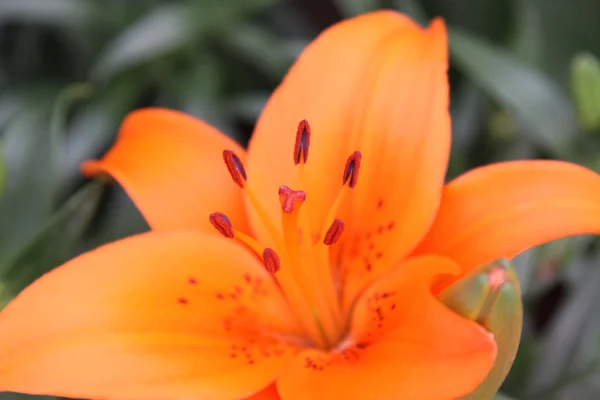 Zbliżenie lilia — Zdjęcie stockowe