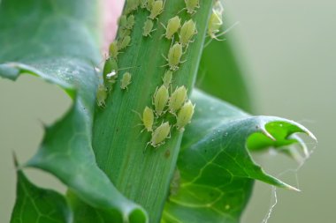 Aphid on the green plant clipart