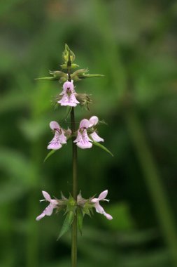 stachys çiçekler Wild