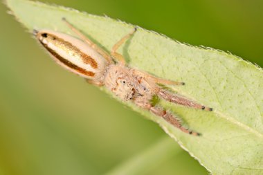 yeşil yaprak üzerinde salticidae