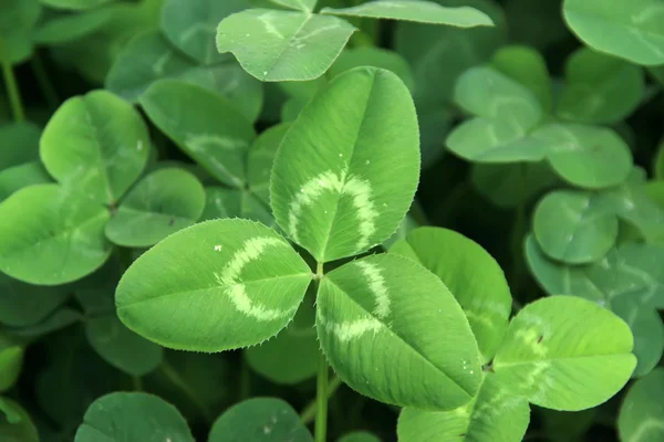 Clover — Stock Photo, Image