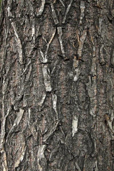 Casca de Scholartree — Fotografia de Stock