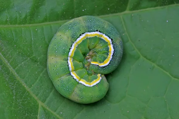 Личинки жука на зеленому листі в дикій природі — стокове фото