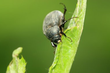 karanlık melolonthidae