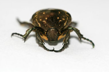 Chafer