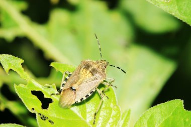 Stinkbug on green leaf in the wild clipart