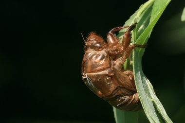 Cicada shell clipart