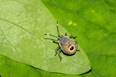 Stinkbug on green leaf in the wild clipart