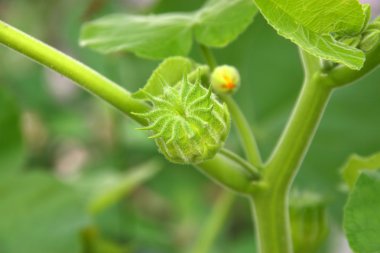 Abutilon