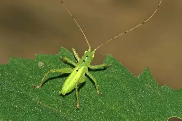 Hmyz na zelený list v přírodě — Stock fotografie