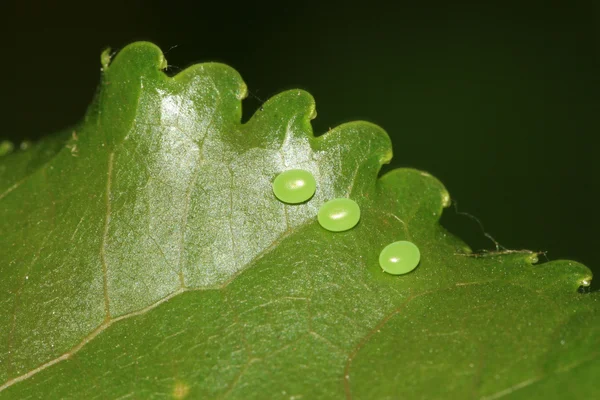 Insects eggs on green leaf in the wild — Stock Photo, Image
