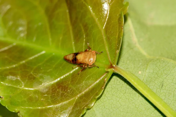 Leafhopper em folha verde — Fotografia de Stock