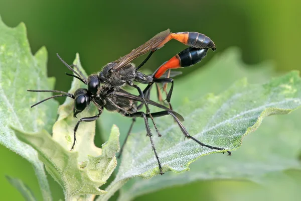 stock image Mating sand bees on green plant in the wild