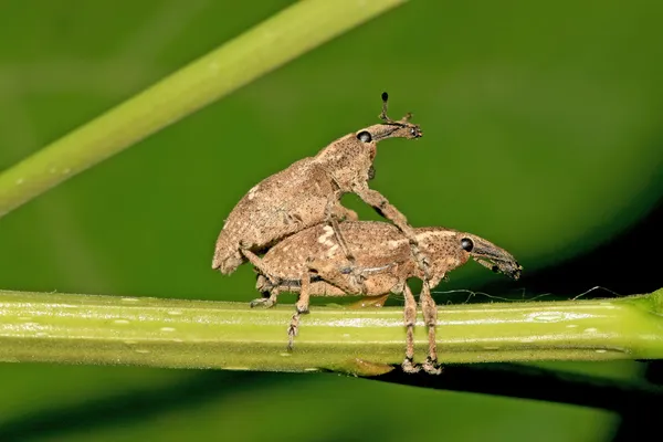 Two mating weevil on green leaf in the wild — Stock Photo, Image