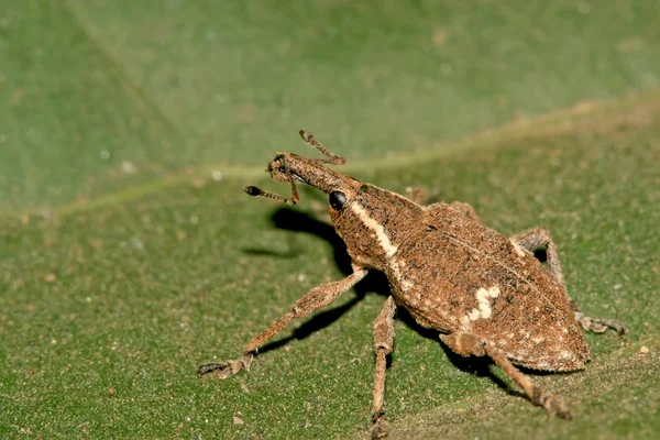 Rüsselkäfer auf grünem Blatt in freier Wildbahn — Stockfoto