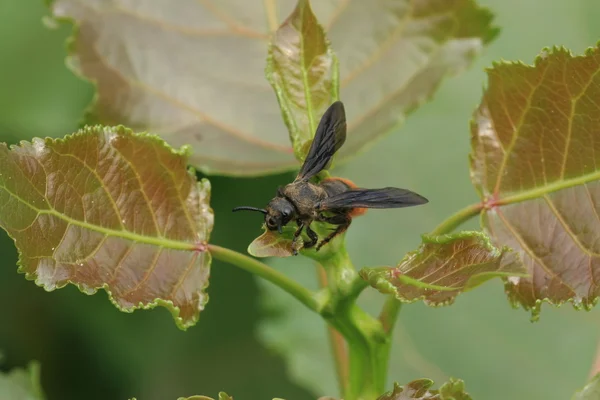 Biene auf einem grünen Blatt in freier Wildbahn — Stockfoto