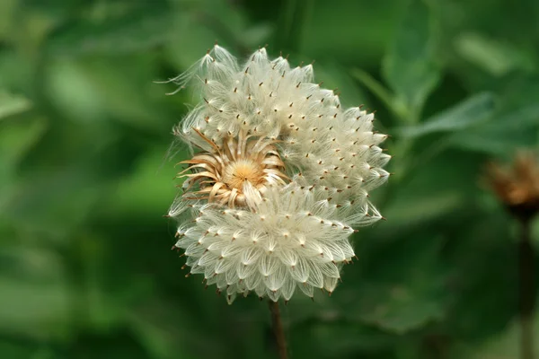 在野生菊科植物种子 — 图库照片