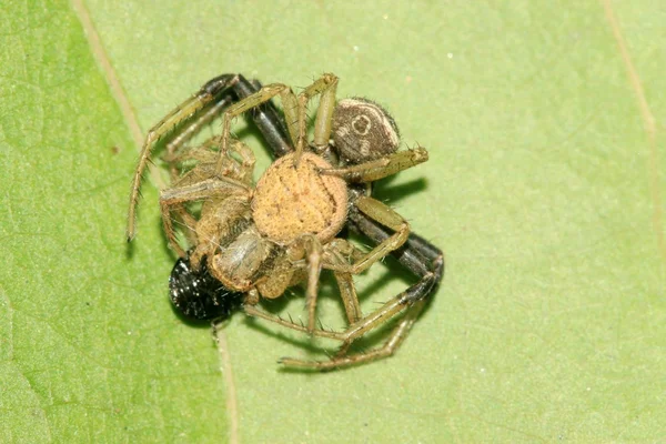 Araña cangrejo en hoja verde — Foto de Stock