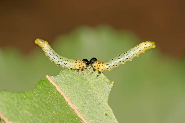 Groupes d'insectes mangeant des feuilles — Photo
