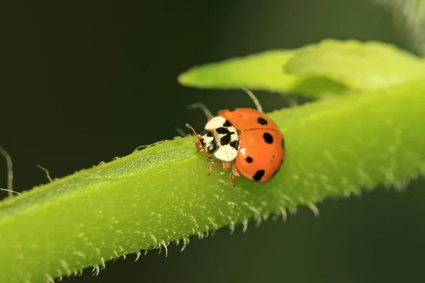 Uğur böceği vahşi yeşil bitki üzerinde — Stok fotoğraf