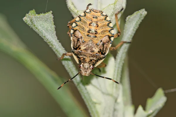 Cimice puzzolente su pianta verde — Foto Stock