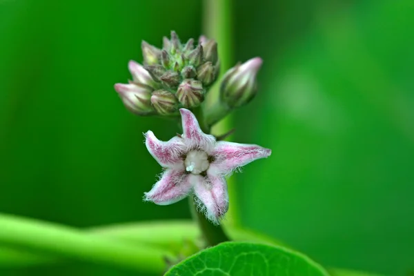 Asintiendo euforbia flor en la naturaleza — Foto de Stock
