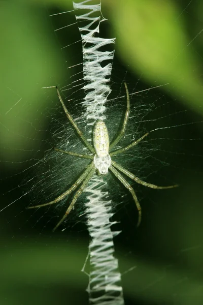 蜘蛛在网在野外 — 图库照片