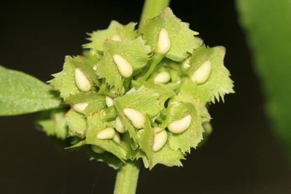 Closeup rostlin v přírodě — Stock fotografie