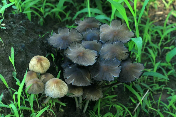 Gros plan sur les champignons — Photo