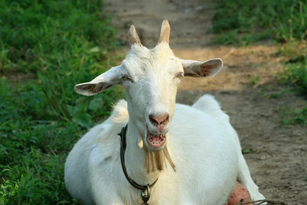 Closeup of goat — Stock Photo, Image