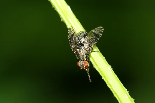 飞的昆虫 — 图库照片
