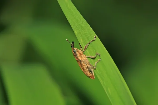 Weevil on green leaf — Stock Photo, Image